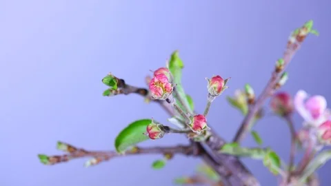 Apple tree blooming. Full HD Video Stockbeeldmateriaal 86732818