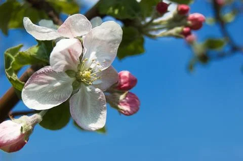 Apple tree blooming Stock Photos