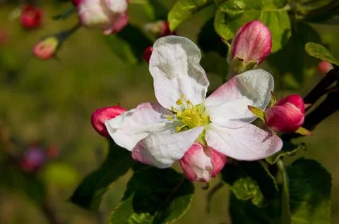 Apple tree blooming Stock Photos