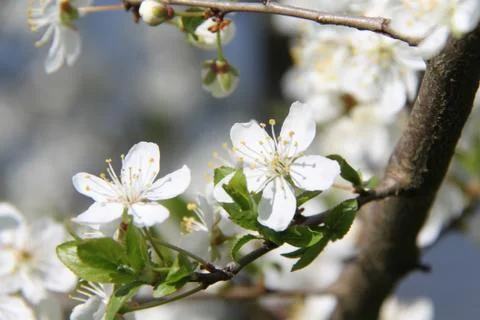 Apple tree blooming Stock Photos