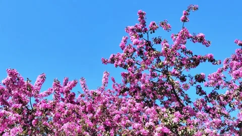 Apple tree is blooming. Red flowers. Trees in spring. Stock Footage 274734530