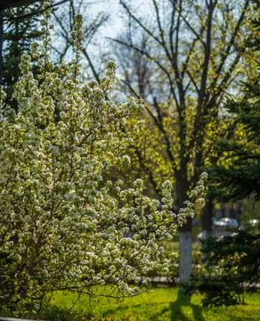 Apple tree blooming in spring on bokeh background Stock Photos
