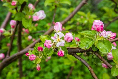 The apple tree is blooming. Spring gently pink flowers of an apple-tree. 写真素材