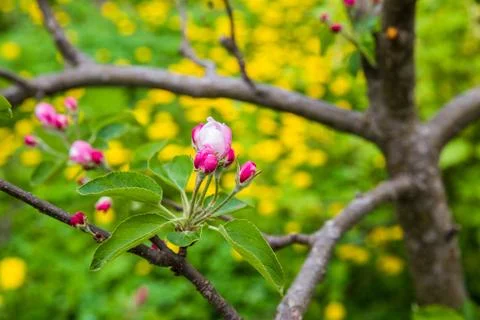 The apple tree is blooming. Spring gently pink flowers of an apple-tree. Fotos de archivo