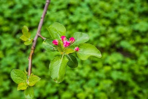 The apple tree is blooming. Spring gently pink flowers of an apple-tree. 写真素材