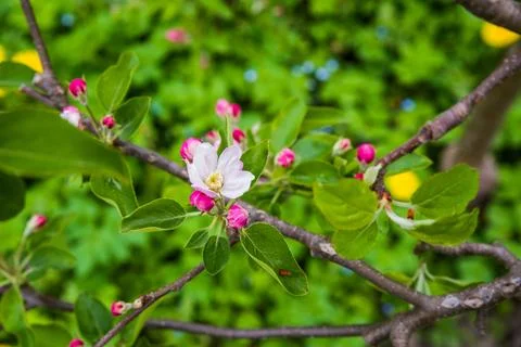 The apple tree is blooming. Spring gently pink flowers of an apple-tree. 写真素材