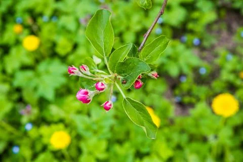 The apple tree is blooming. Spring gently pink flowers of an apple-tree. 写真素材
