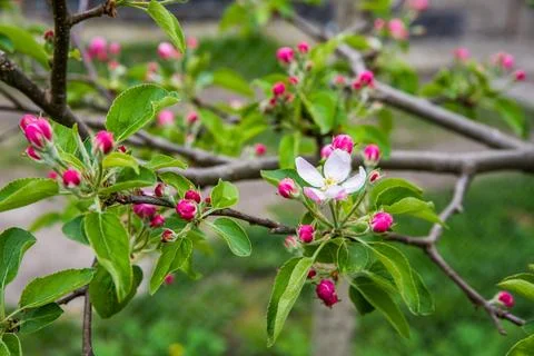 The apple tree is blooming. Spring gently pink flowers of an apple-tree. 写真素材