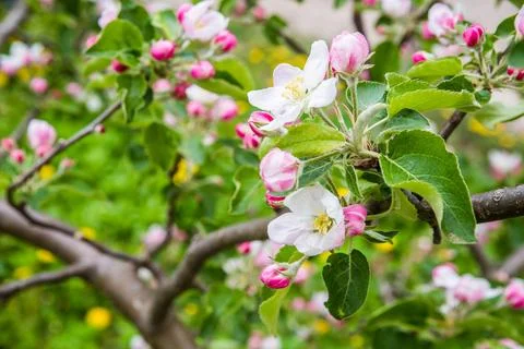 The apple tree is blooming. Spring gently pink flowers of an apple-tree. 写真素材