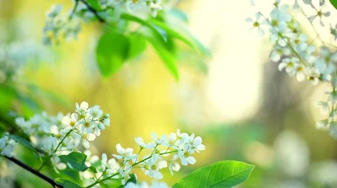 Apple tree blooming in spring orchard. Stock-Footage 67358159