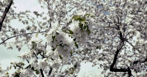 Apple tree blooming at spring orchard 4K Stock Footage 84608629