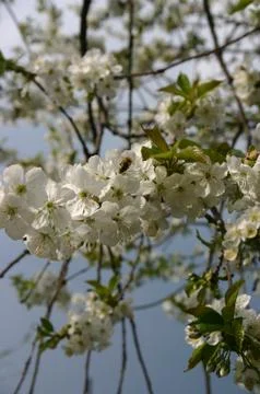 Apple tree blooming at spring Stock Photos