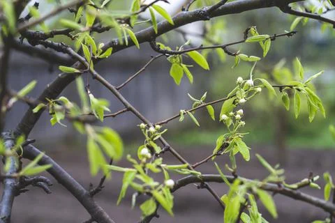 Apple tree blooming in spring with white flowers, Stock Photos