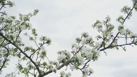 An apple tree blooming with white flowers against a cloudy sky. Video stock 155101000
