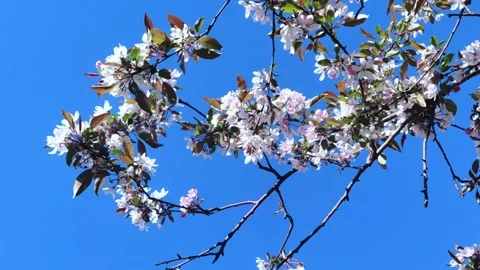 Apple tree is blooming. White flowers. Trees in spring. Stock Footage 274899062