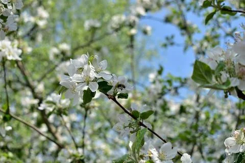 Apple tree blooming with white flowers and a bee. Stock Photos