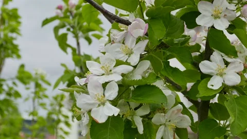 Apple tree blooming,close-up of apple tree blossom blooming in spring, 動画素材 191965198