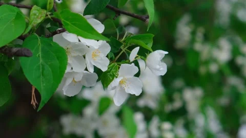 Apple tree blooms, delicate white flowers on a background of greenery Stock Footage 154738618