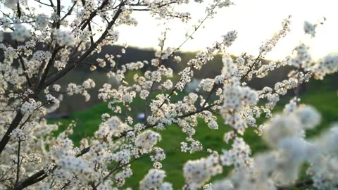 The apple tree blooms during the spring under the background of green meadow and Stock Footage 157747831