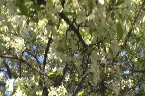 Apple Tree Blooms 库存影片 737968