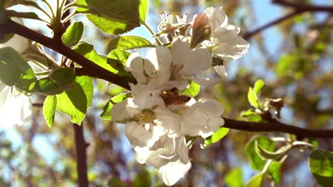 Apple tree blooms Stock-Footage 247840716