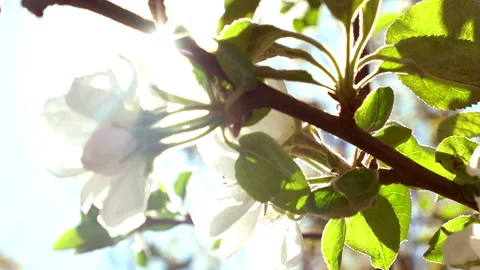 Apple tree blooms Stock-Footage 247840831