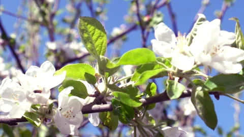 Apple tree blooms 動画素材 247841234
