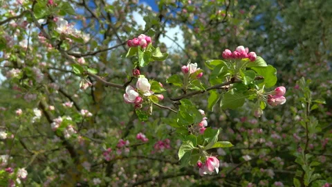 Apple tree blooms Video stock 308853035