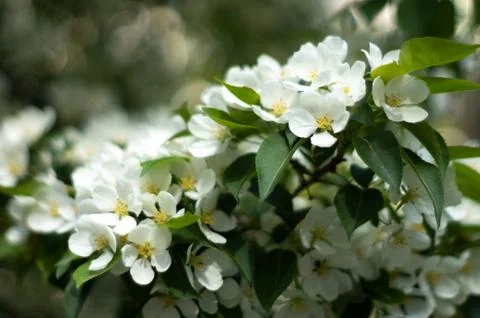 Apple tree blooms. Macro. Spring flowers. Beautiful bokeh. 写真素材