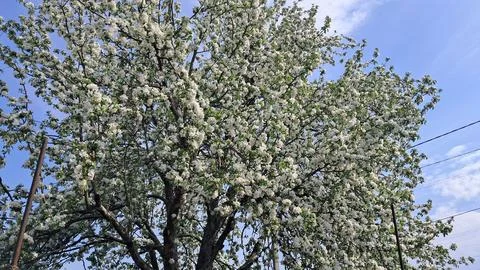An apple tree blooms Foto stock