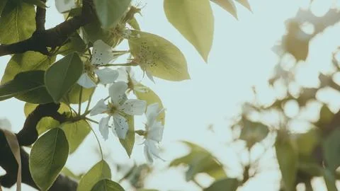 Apple tree blooms in spring on a bright sunny day Stock Photos