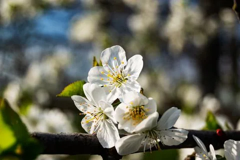 Apple tree blooms in spring close-up. Apple blossom. Spring white flowers, bl 写真素材
