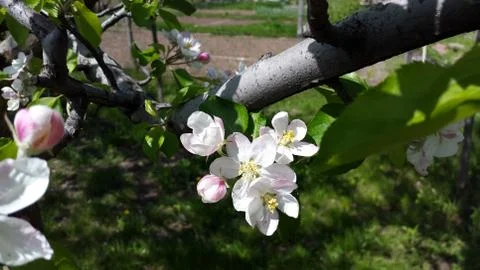Apple tree blooms in spring Stock Photos