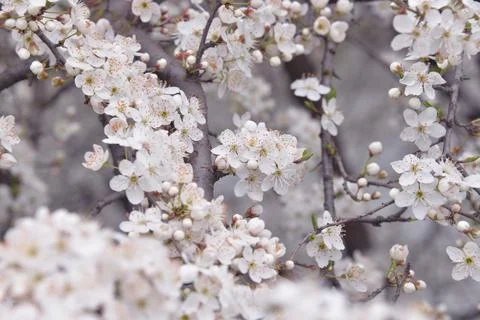 The Apple tree blooms in spring with white small flowers Stock Photos