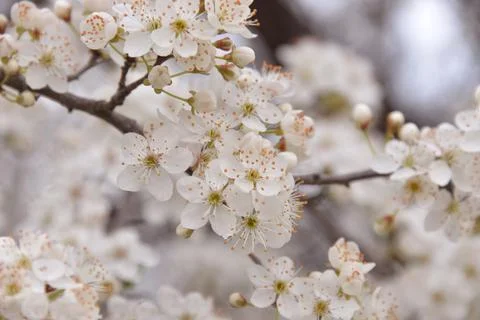 The Apple tree blooms in spring with white small flowers Stock Photos