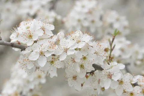 The Apple tree blooms in spring with white small flowers Stock-Fotos