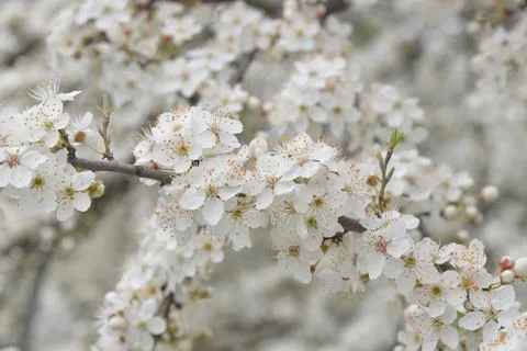 The Apple tree blooms in spring with white small flowers Foto stock