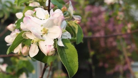 Apple tree blooms with white flowers on the branches in the spring garden Stock Footage 295075223