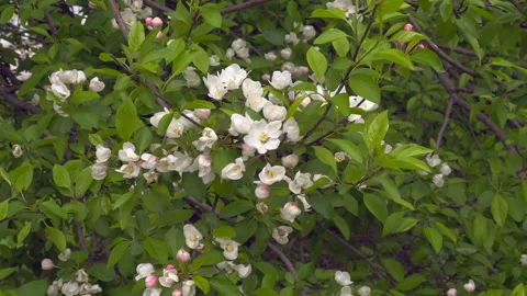 Apple tree bloooms Stock Footage 308009145