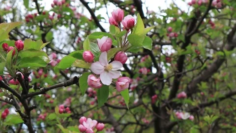 Apple Tree Blossom - 4K Copyright Free Stock Video Stock Footage 186936932