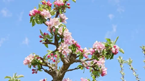 Apple tree blossom against a blue sky. Stock Footage 153859261