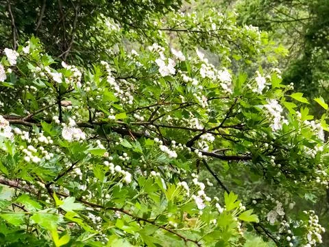 Apple tree blossom, apple tree flowers, blooming apple tree 스톡 사진