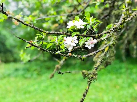 Apple tree blossom, apple tree flowers, blooming apple tree Stockfoto's