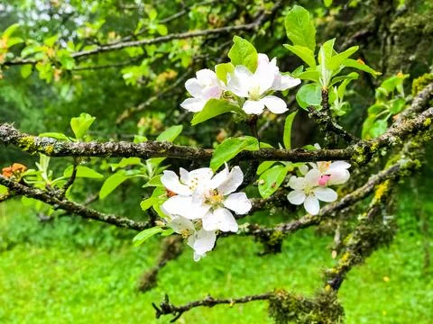 Apple tree blossom, apple tree flowers, blooming apple tree Stock Photos