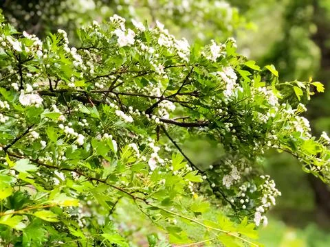 Apple tree blossom, apple tree flowers, blooming apple tree 스톡 사진