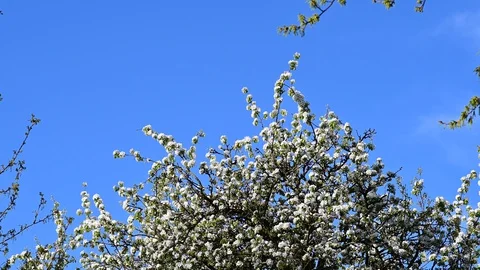 Apple tree in blossom in the austrian district mostviertel 库存影片 128417500