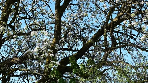 Apple tree in blossom in the austrian district mostviertel Vidéo 128417755