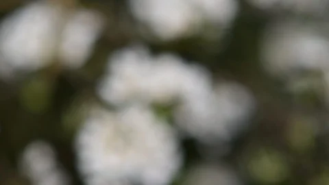 Apple tree in blossom in the austrian district mostviertel Stock Footage 128417816