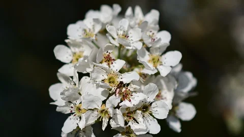 Apple tree in blossom in the austrian district mostviertel Stock Footage 128417829