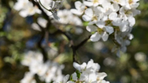 Apple tree in blossom in the austrian district mostviertel Stock Footage 128417857
